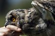 Самая кусючая рубрика страны, фото Reuters