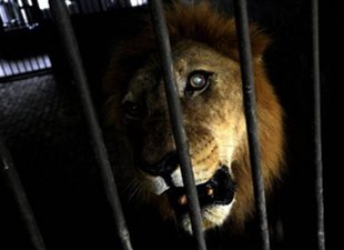 Львы в запертой клетке