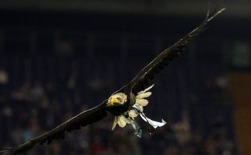 Дебют орла признан удачным, АР