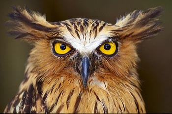 Сова начеку