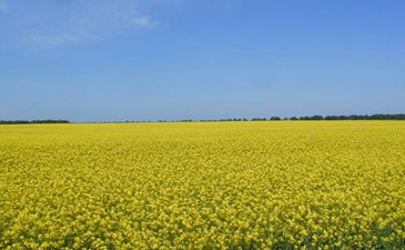 Сборная, которую мы потеряли