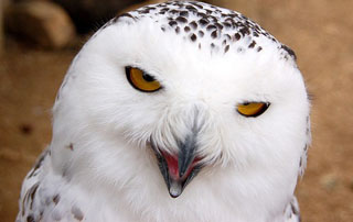 Top Week 10: Главные новости недели