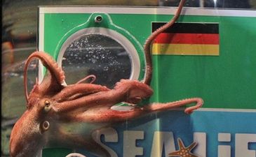 Это осьминог Пауль. Его огорчают твои прогнозы, фото Getty Images