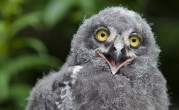 AP Photo