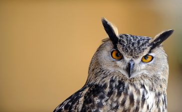 Яяяязь! Сова моей мечты, фото Getty Images
