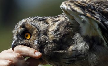Самая кусючая рубрика страны, фото Reuters