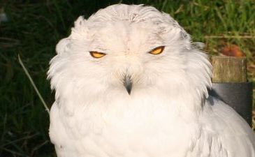 Сова одобряэ!