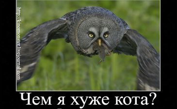 Погладь Сову