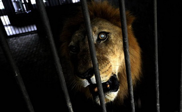 Львы в запертой клетке