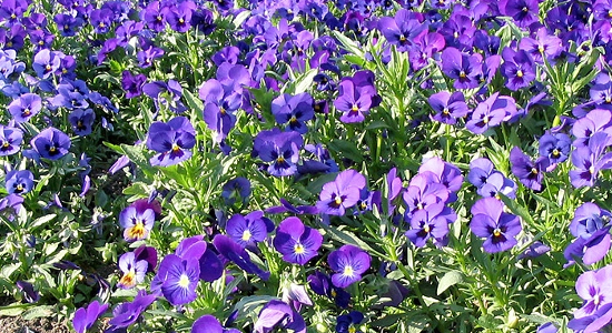 Фото photochart.com