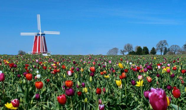 Эредивизи. Дайджест мельниц и тюльпанов