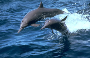 Отыщите на фото Салайету! :)