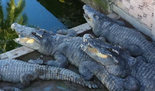 фото Алекса Маннанова