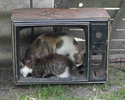 Фото foto.mail.ru