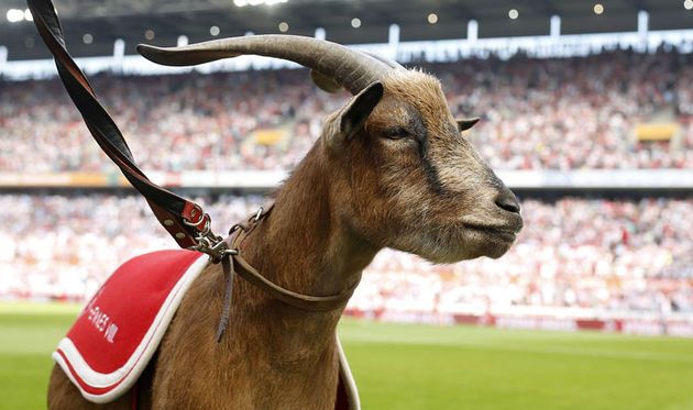 Козлы продолжают успешно бодаться, фото getty images