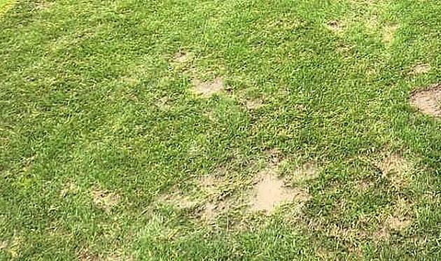 поле стадиона Анже Казанова, lequipe.fr