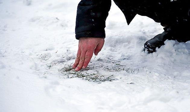 Газон на стадионе Юбилейный в Сумах, fckarpaty.lviv.ua