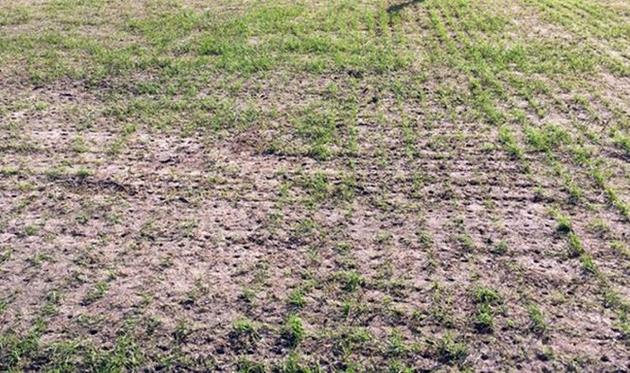 Поле Ростова, PA