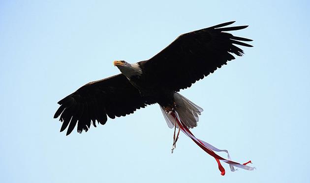 Орел Витория, getty images