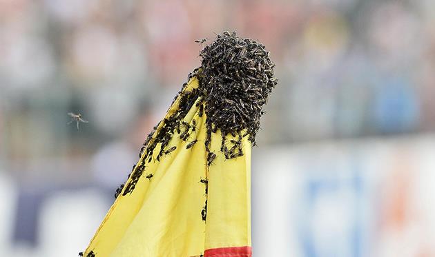 Пчелы из сан-паулу, Globo