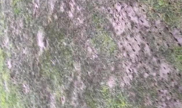 Газон у Петровому, відео ФК Верес Рівне