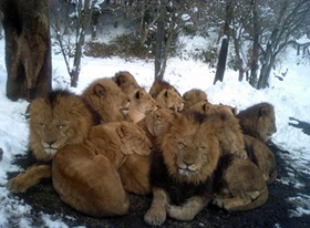 У строителей перерыв, фото greenword.ru