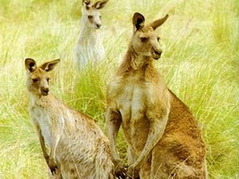 А-Лига. Отбор им не помеха