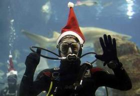 Кркич в барселонском аквариуме. Нет, правда он! Reuters