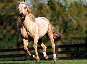 Мощь, скорость, выносливость - визитка АПЛ... 