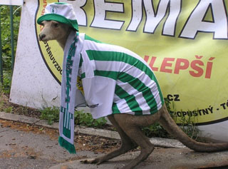 Австралийский аналог Парамона 