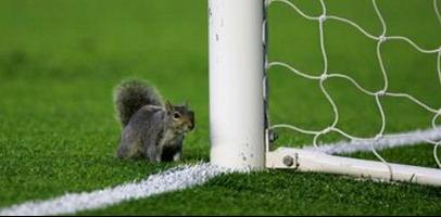 Неизвестно откуда взявшаяся белка сторожит ворота 