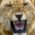 [~~~Lion KILLER~~~]