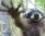 Enotoed