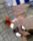 FCDK_FCDD_FCKL