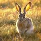 Молодой Заяц