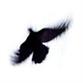 Falcon