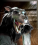 ***Suhar_Cerberionus***