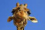adequat