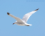 Kostya Seagul