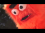 Fing