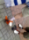 FCDK_FCDD_FCKL