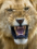 [~~~Lion KILLER~~~]